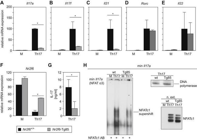 NFATC1 Antibody in Gel Shift (GS)