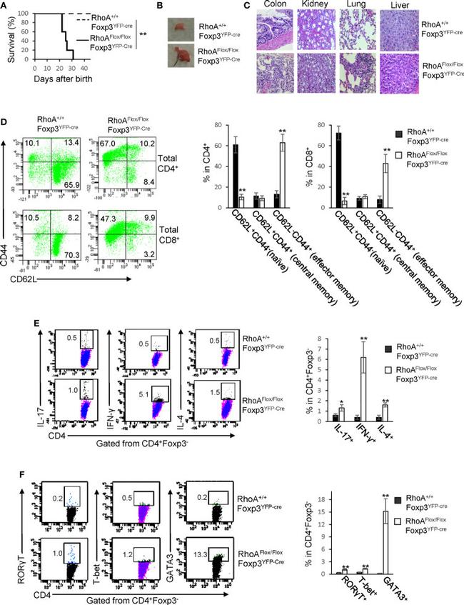 T-bet Antibody in Flow Cytometry (Flow)