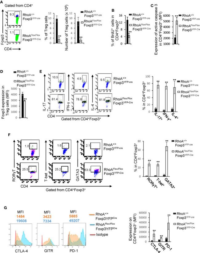 T-bet Antibody in Flow Cytometry (Flow)