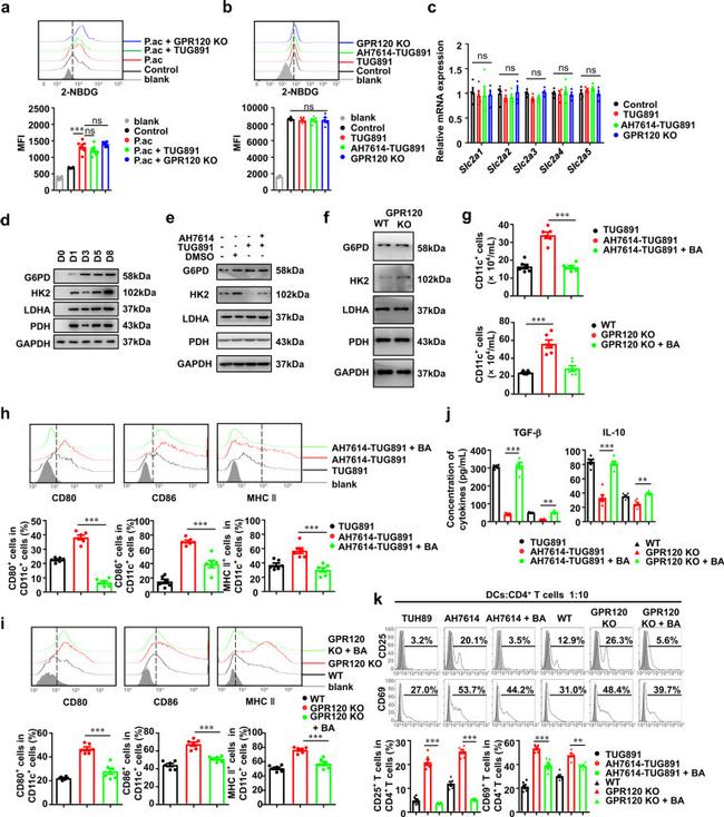 CD69 Antibody in Flow Cytometry (Flow)