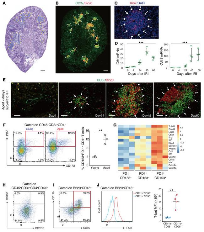 CD153 Antibody in Flow Cytometry (Flow)