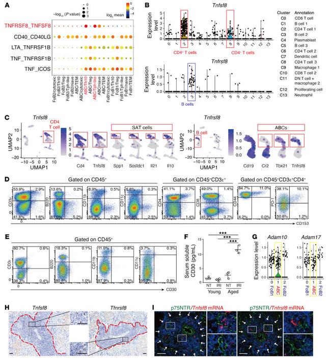 CD44 Antibody in Flow Cytometry (Flow)