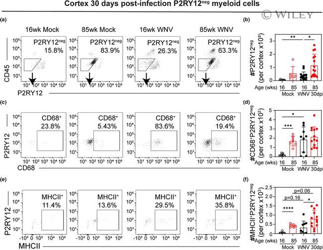 CD45 Antibody in Flow Cytometry (Flow)