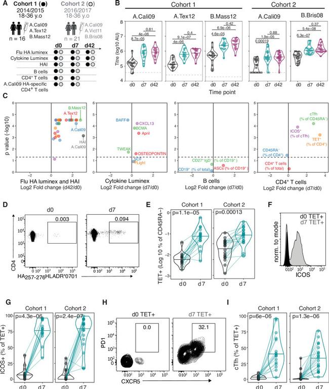 CD278 (ICOS) Antibody in Flow Cytometry (Flow)