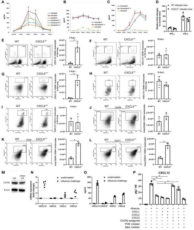 CXCL13 Antibody in Flow Cytometry (Flow)