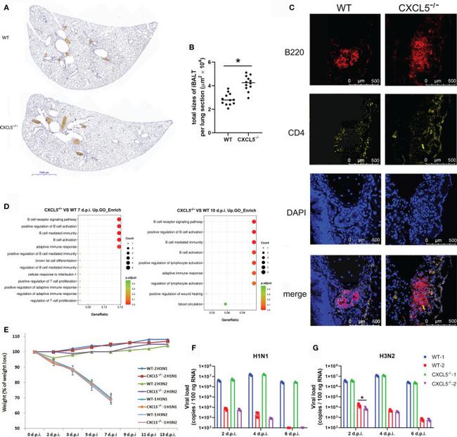 CD4 Antibody in Immunohistochemistry (IHC)