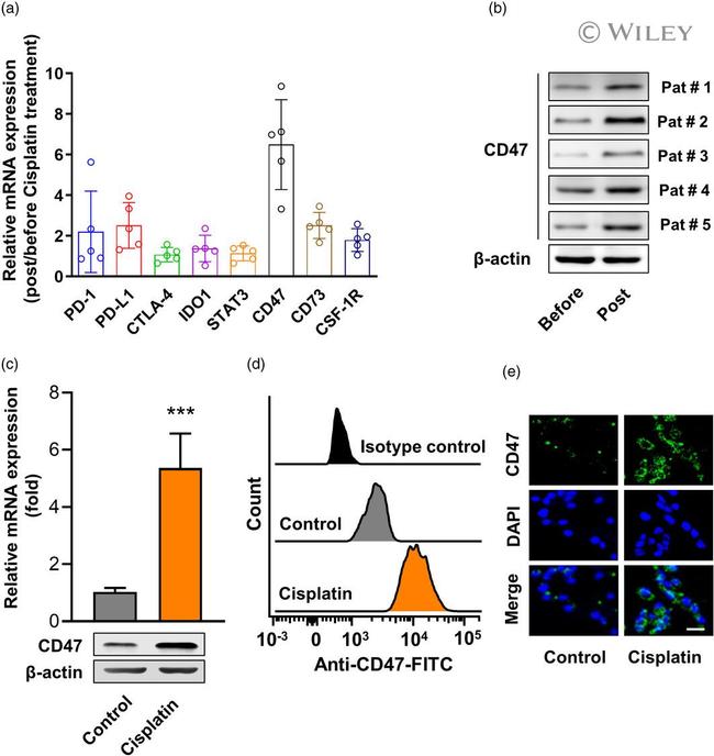 CD47 Antibody in Flow Cytometry (Flow)