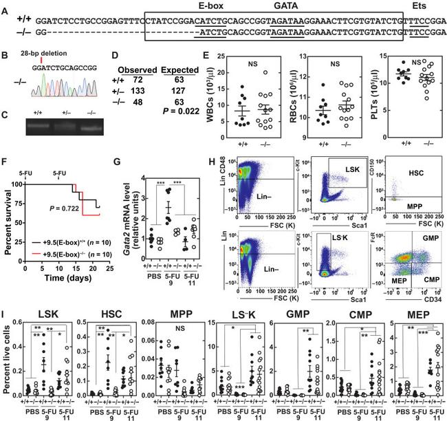 Ly-6A/E (Sca-1) Antibody in Flow Cytometry (Flow)