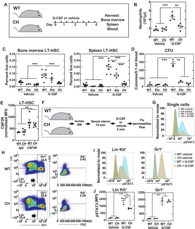 Ly-6A/E (Sca-1) Antibody in Flow Cytometry (Flow)