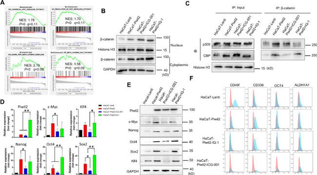 CD338 (ABCG2) Antibody in Flow Cytometry (Flow)