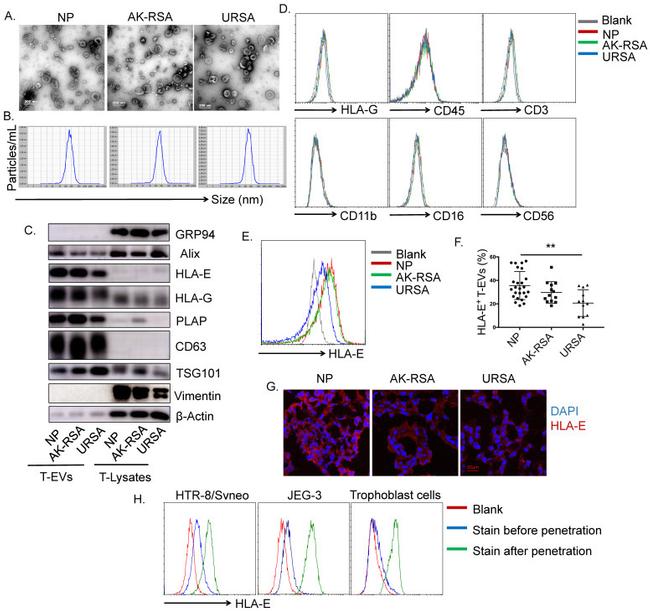 CD56 (NCAM) Antibody in Flow Cytometry (Flow)