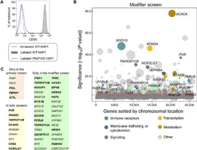 CD59 (Protectin) Antibody in Flow Cytometry (Flow)