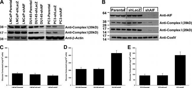 NDUFA9 Antibody in Western Blot (WB)