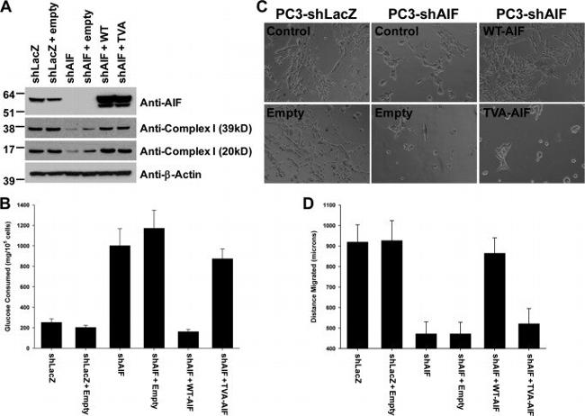 NDUFA9 Antibody in Western Blot (WB)