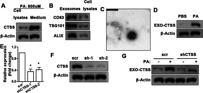 CD63 Antibody in Western Blot (WB)