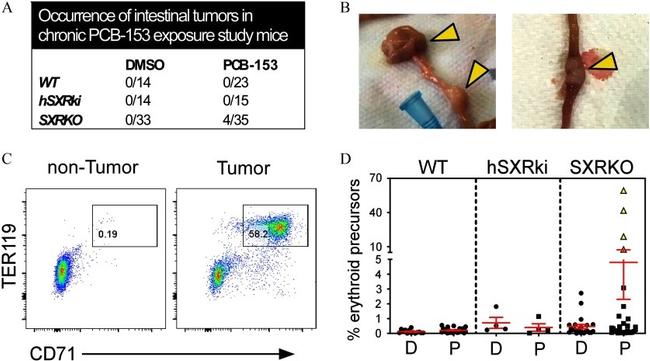 CD71 (Transferrin Receptor) Antibody in Flow Cytometry (Flow)