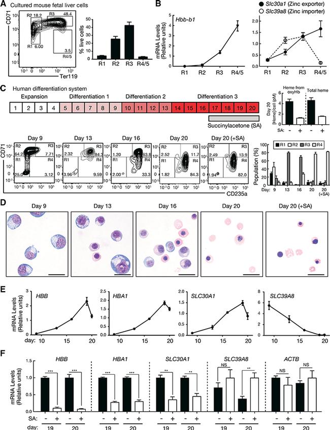 CD71 (Transferrin Receptor) Antibody in Flow Cytometry (Flow)