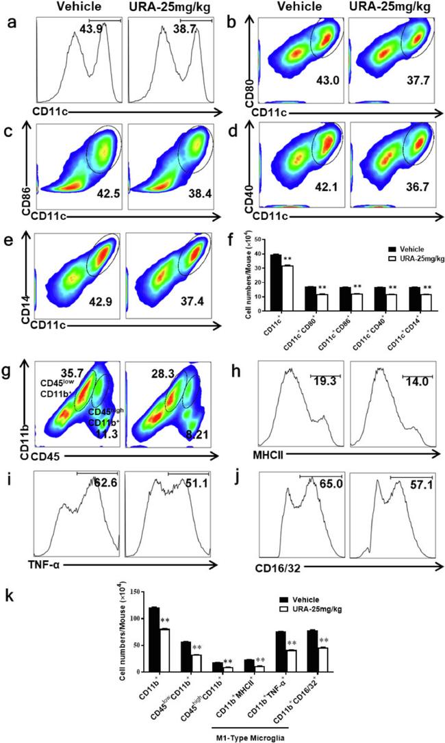 CD80 (B7-1) Antibody in Flow Cytometry (Flow)