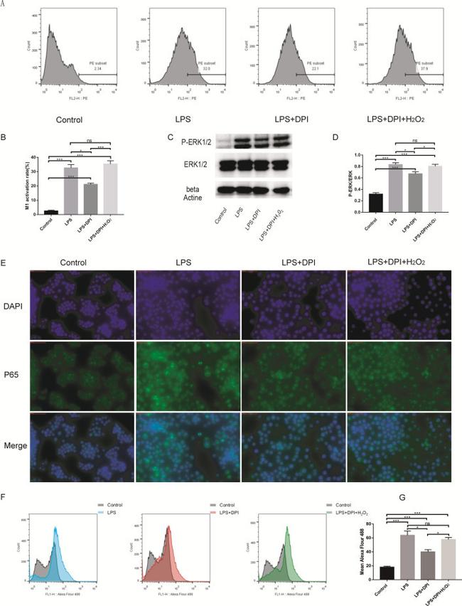 CD86 (B7-2) Antibody in Flow Cytometry (Flow)