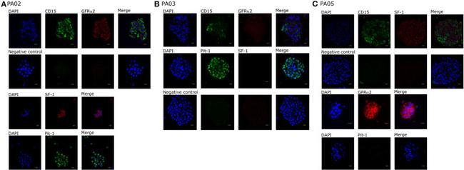 GFR alpha-2 Antibody in Immunocytochemistry (ICC/IF)