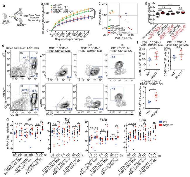 CD103 (Integrin alpha E) Antibody in Flow Cytometry (Flow)