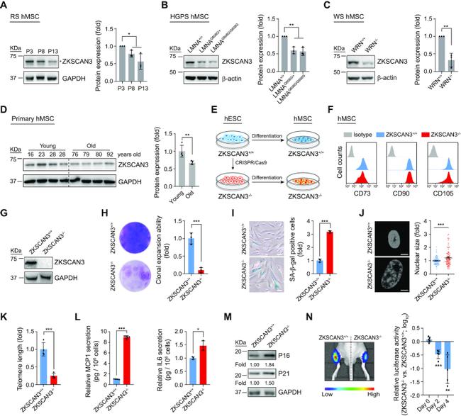 CD105 (Endoglin) Antibody in Flow Cytometry (Flow)