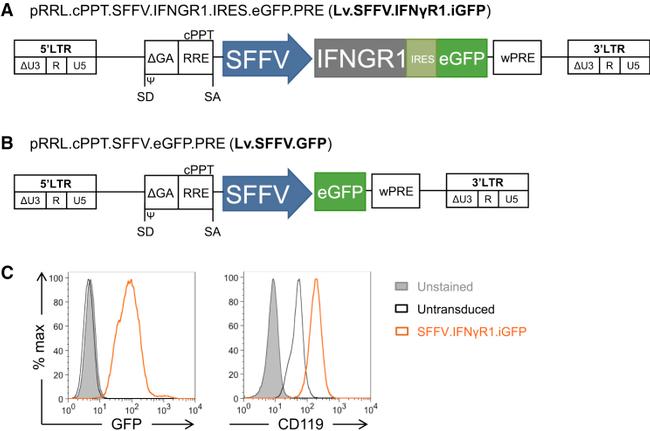 CD119 (IFN gamma Receptor 1) Antibody in Flow Cytometry (Flow)