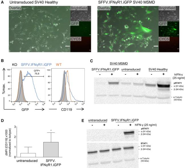 CD119 (IFN gamma Receptor 1) Antibody in Flow Cytometry (Flow)