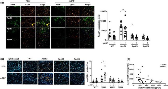 APOE Antibody in Immunohistochemistry, Immunohistochemistry (Frozen) (IHC, IHC (F))