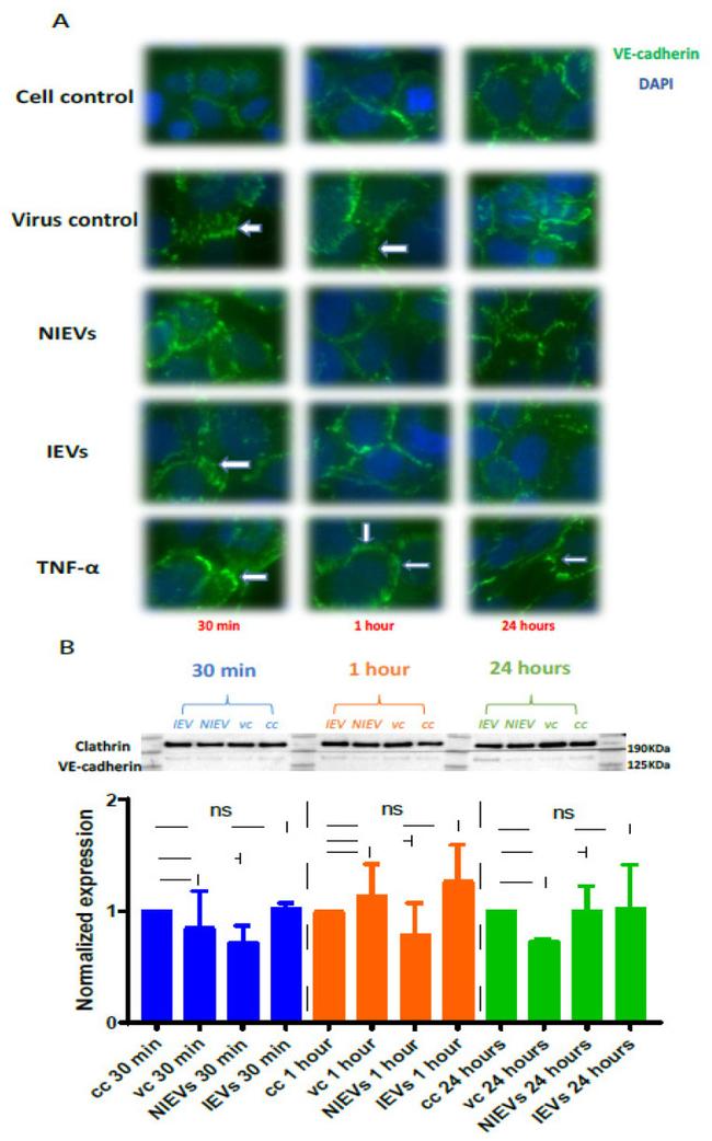 CD144 (VE-cadherin) Antibody in Western Blot (WB)