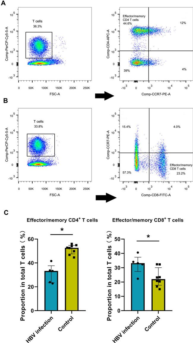 CD197 (CCR7) Antibody in Flow Cytometry (Flow)