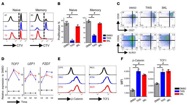 beta Catenin Antibody in Flow Cytometry (Flow)