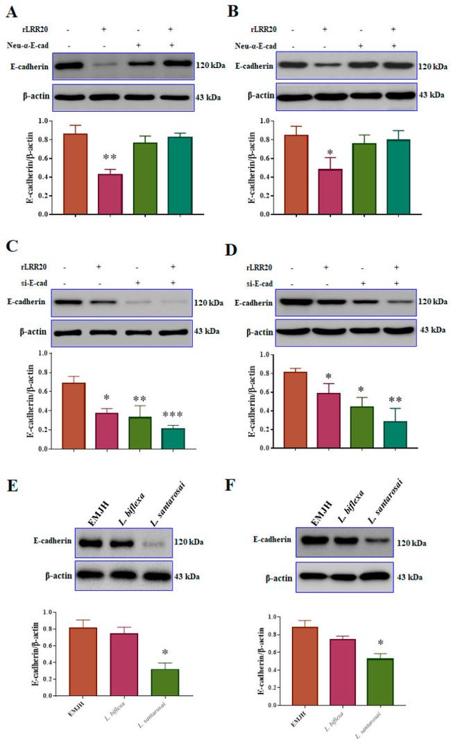 CD324 (E-Cadherin) Antibody in Neutralization (Neu)