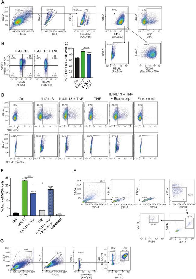 Arginase 1 Antibody in Flow Cytometry (Flow)