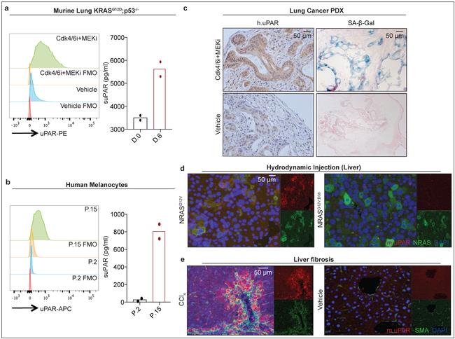 CD87 (UPAR) Antibody in Flow Cytometry (Flow)