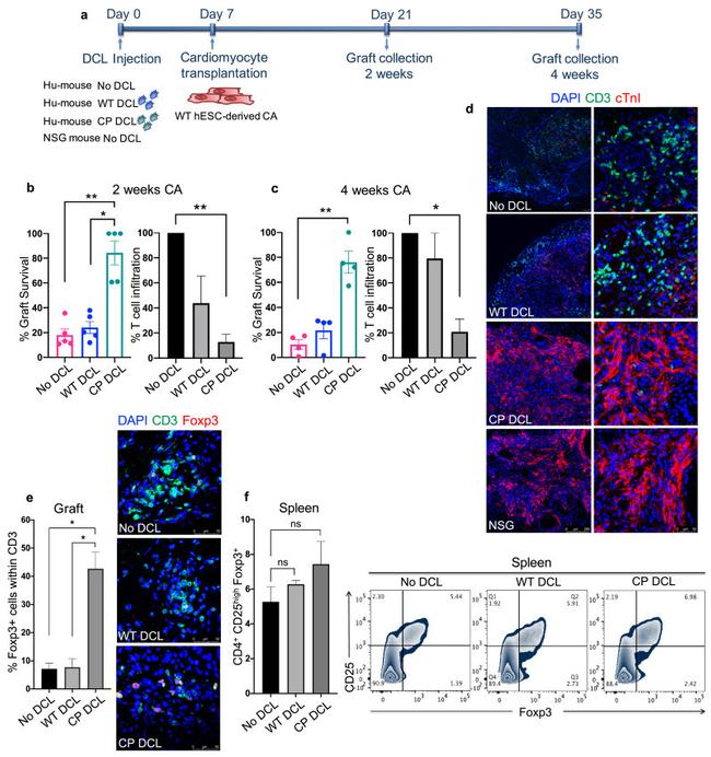 FOXP3 Antibody in Immunohistochemistry (IHC)