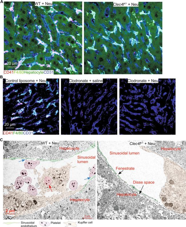 F4/80 Antibody in Immunocytochemistry (ICC/IF)