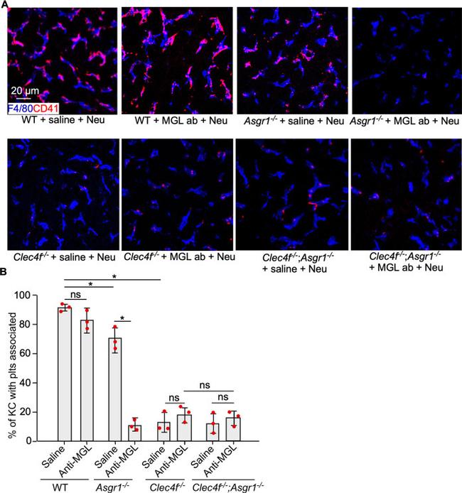 F4/80 Antibody in Immunocytochemistry (ICC/IF)