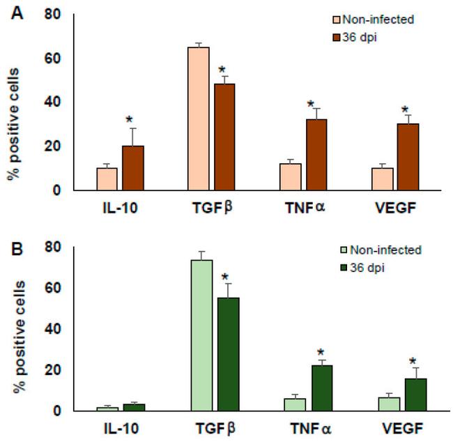 F4/80 Antibody in Flow Cytometry (Flow)