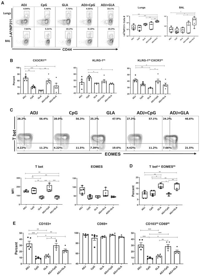 EOMES Antibody in Flow Cytometry (Flow)