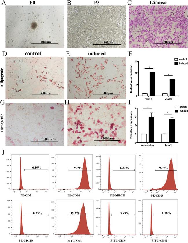 MHC Class II (I-A/I-E) Antibody in Flow Cytometry (Flow)