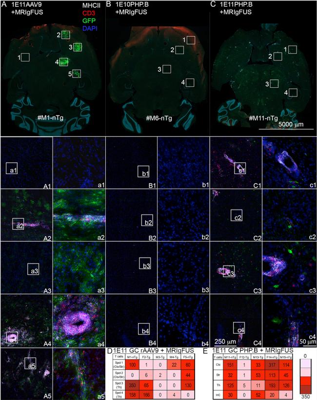 MHC Class II (I-A/I-E) Antibody in Immunohistochemistry (IHC)