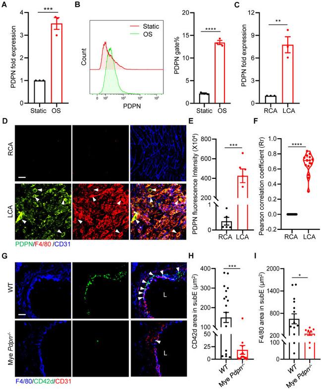 Podoplanin Antibody in Flow Cytometry (Flow)