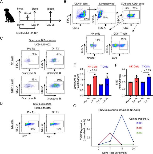 Granzyme B Antibody in Flow Cytometry (Flow)