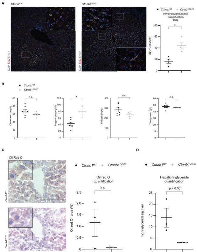 Endomucin Antibody in Immunocytochemistry (ICC/IF)