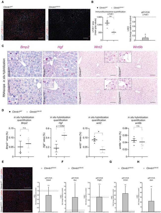 Endomucin Antibody in Immunocytochemistry (ICC/IF)