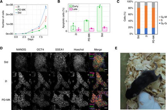 Nanog Antibody in Immunocytochemistry (ICC/IF)