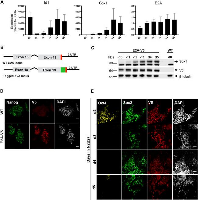 Nanog Antibody in Immunocytochemistry (ICC/IF)