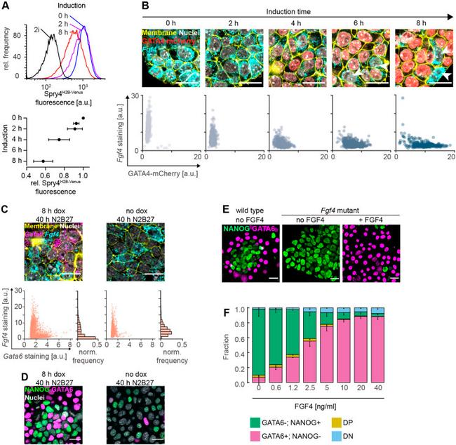 Nanog Antibody in Immunocytochemistry (ICC/IF)