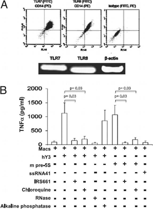 CD14 Antibody in Flow Cytometry (Flow)